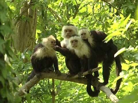 Image of white-faced capuchin