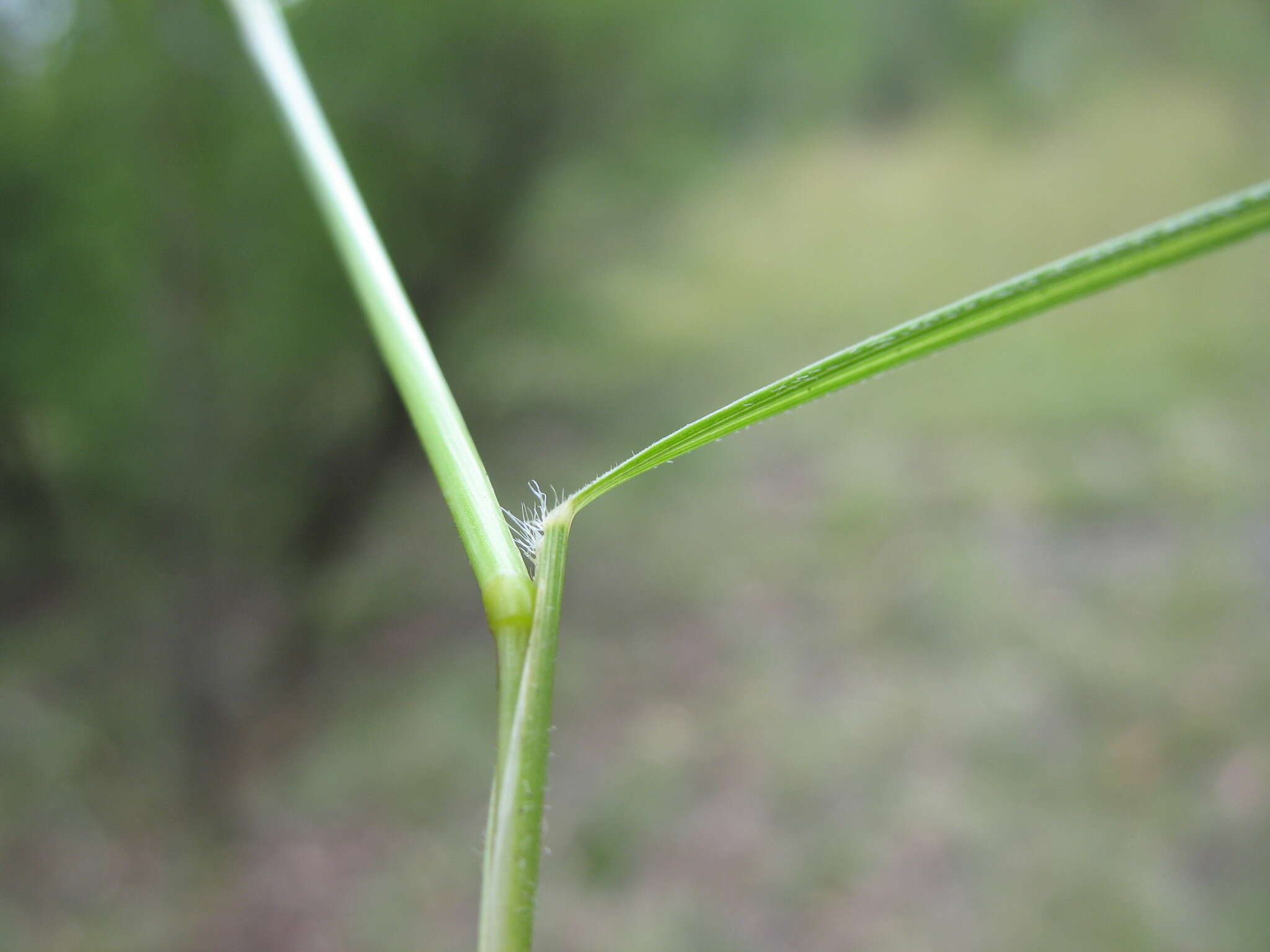 Image of Grass