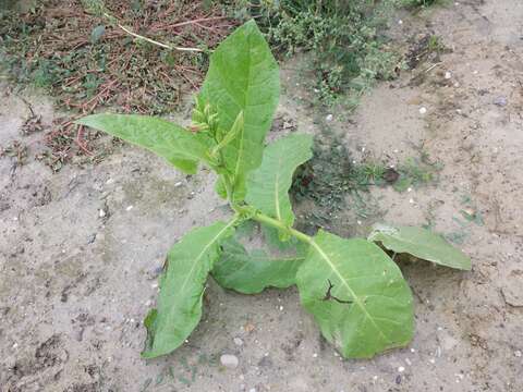 Image of cultivated tobacco