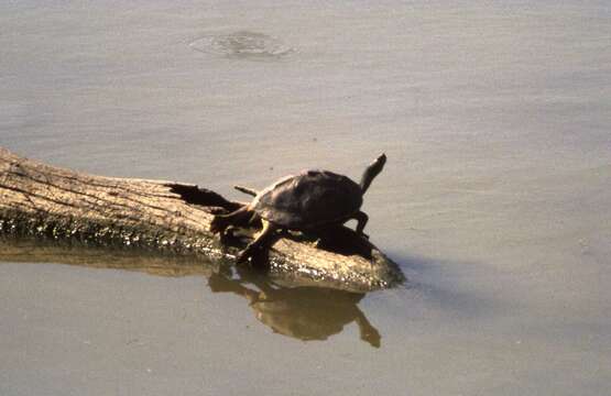 Image of Indian Roofed Turtle