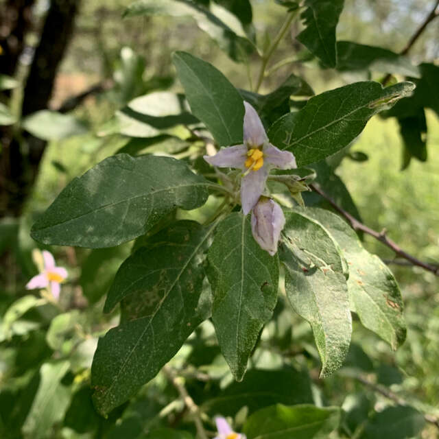 Image of Solanum tettense Klotzsch