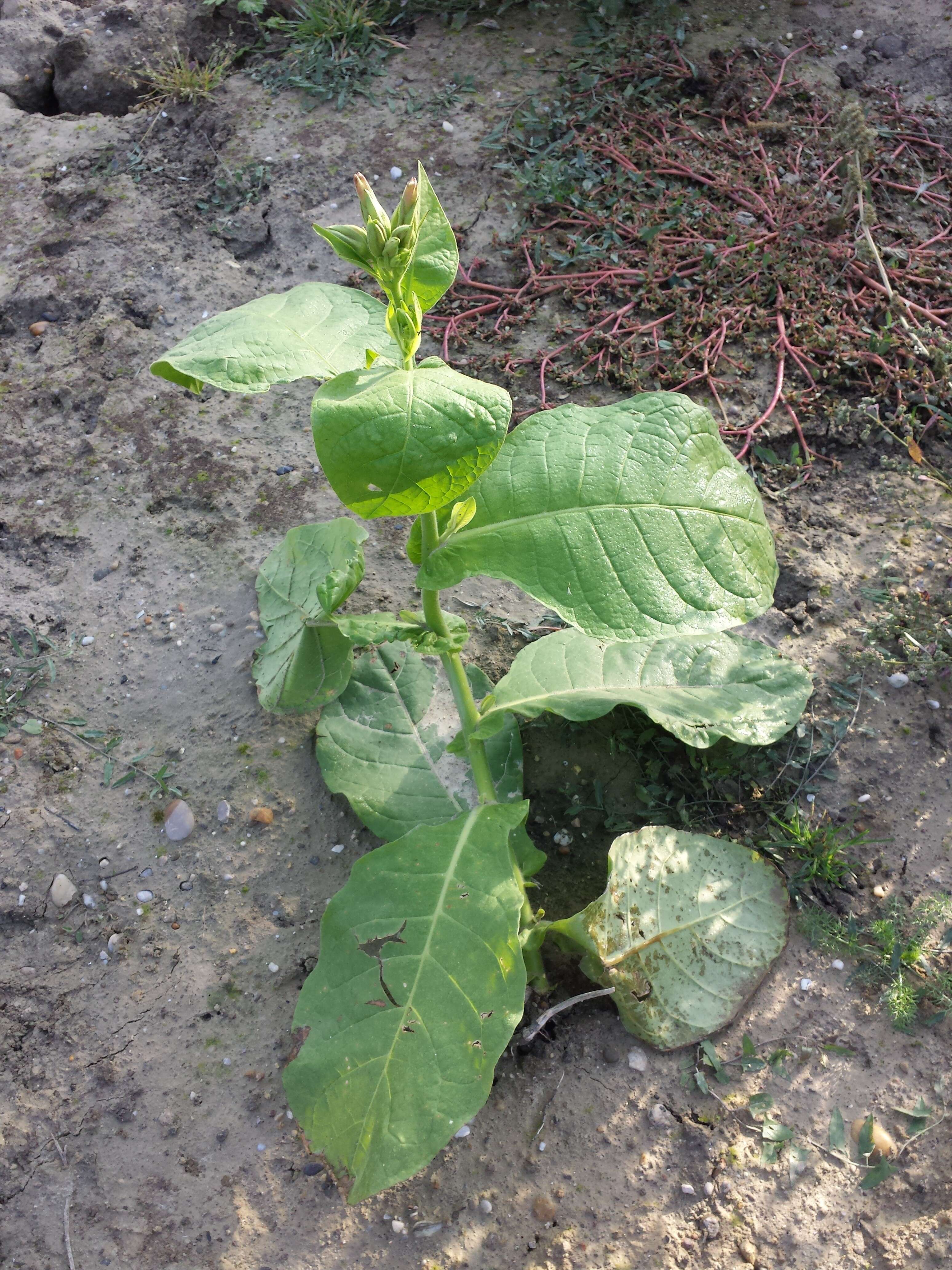 Image of cultivated tobacco