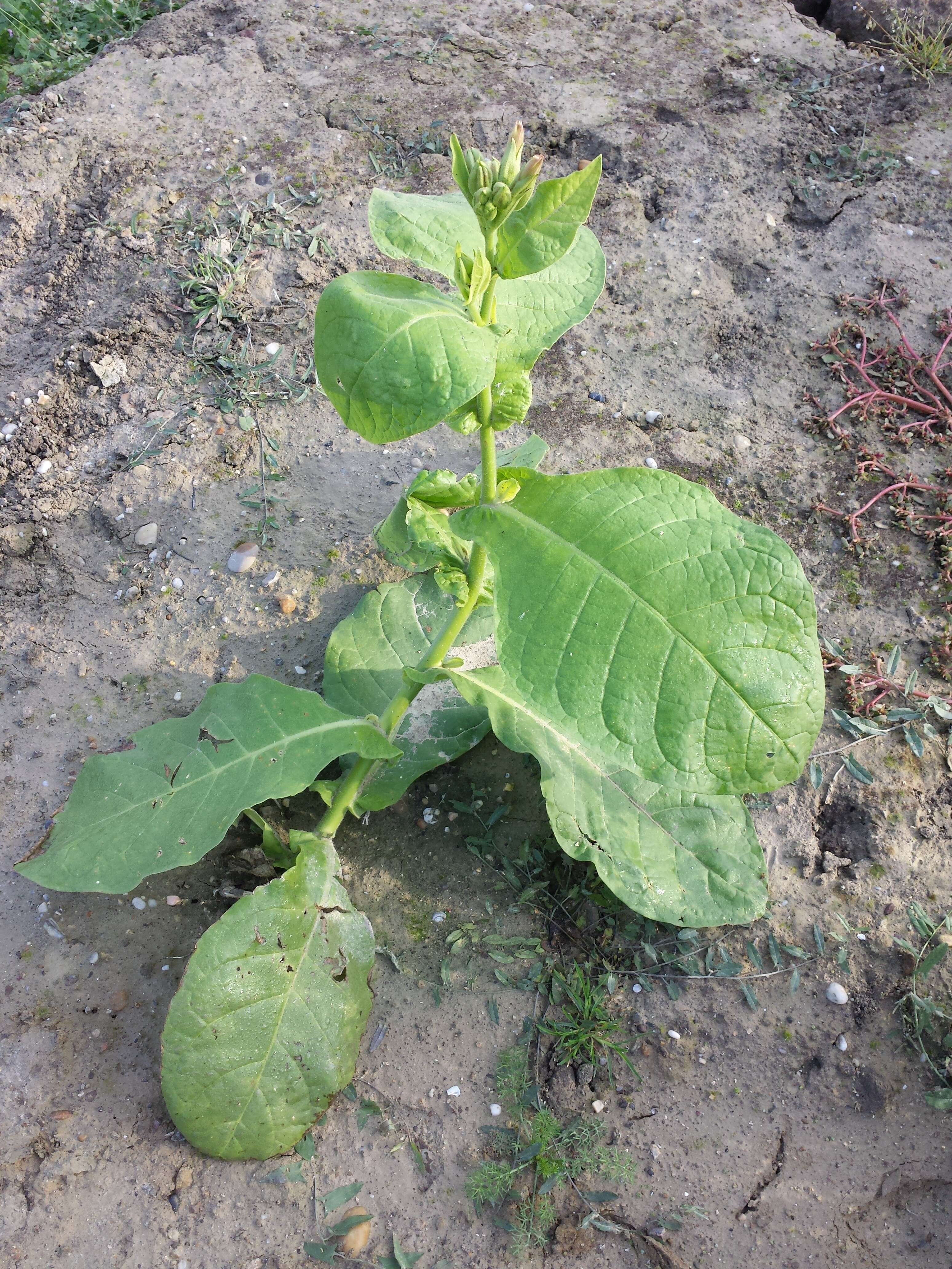 Image of cultivated tobacco