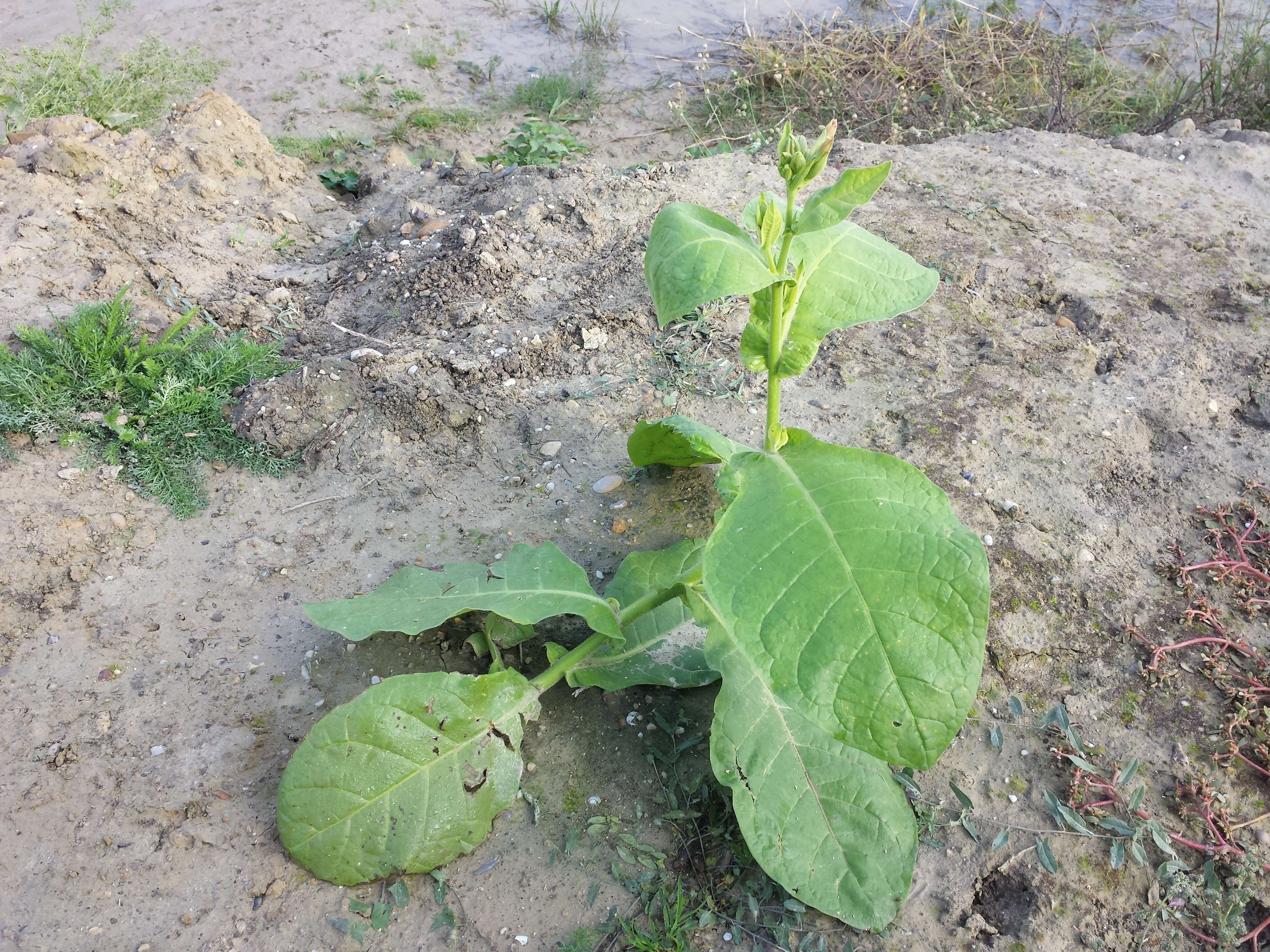 Image of cultivated tobacco