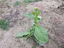 Image of cultivated tobacco