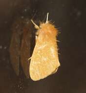 Слика од Euproctis lutea Fabricius 1775