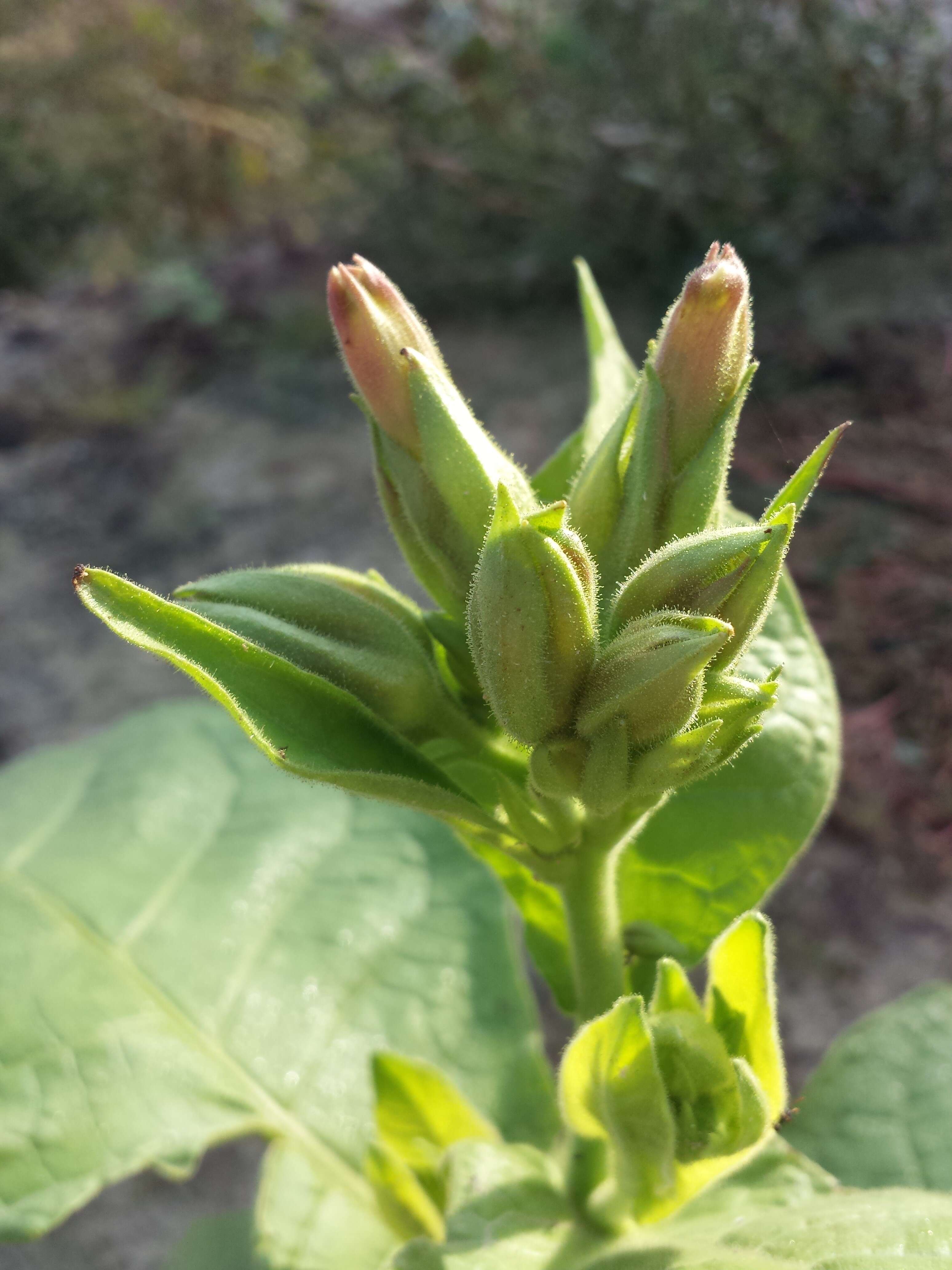 Image of cultivated tobacco