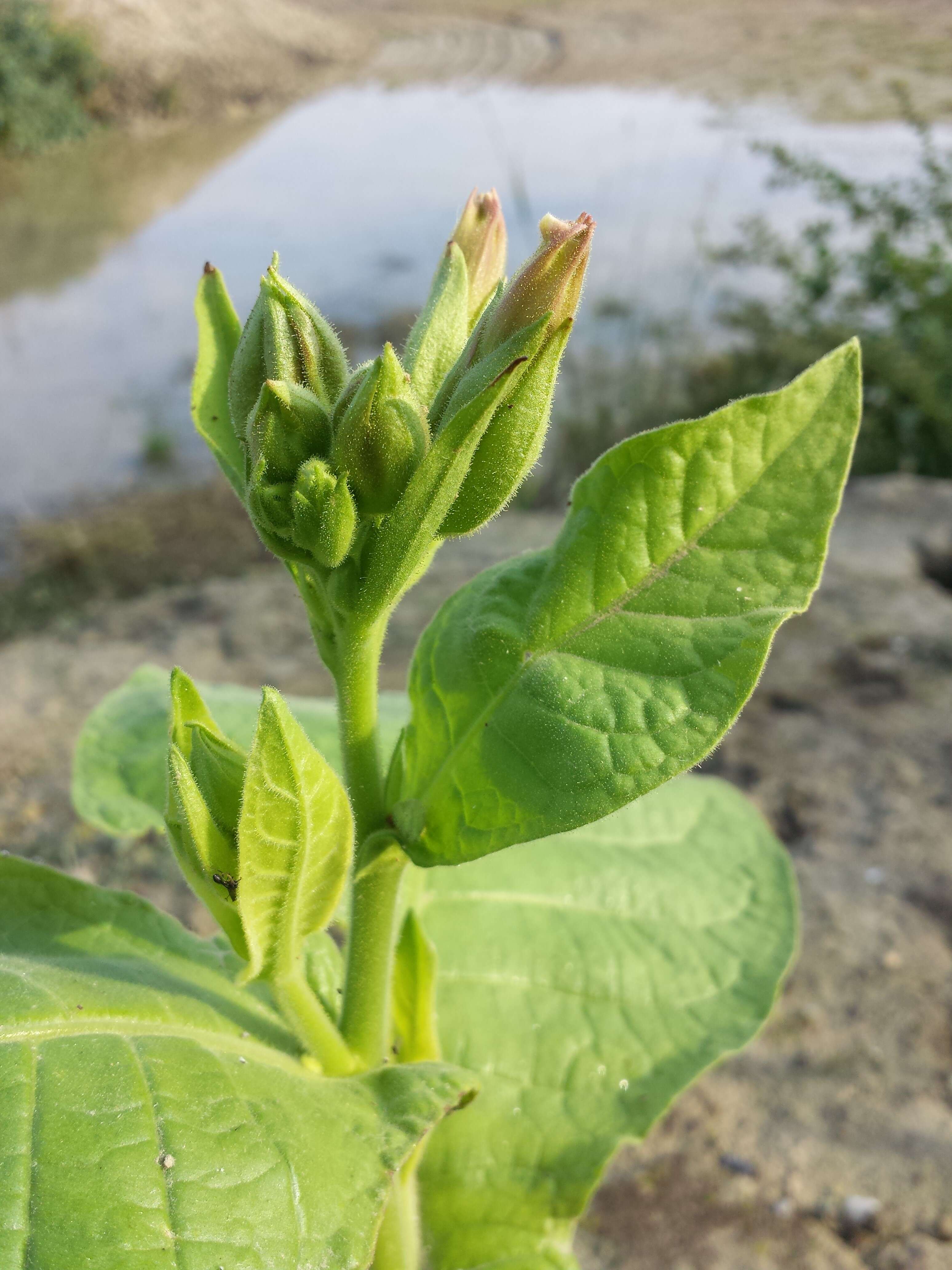 Image of cultivated tobacco