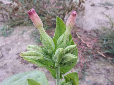 Image of cultivated tobacco