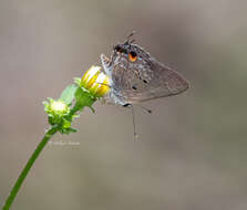 Callicista columella (Fabricius 1793) resmi