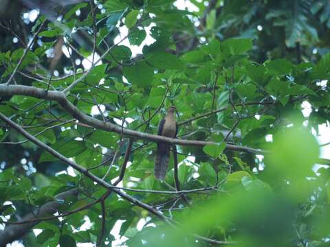 صورة Macropygia amboinensis (Linnaeus 1766)