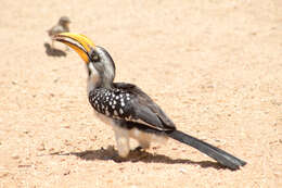 Image of Eastern Yellow-billed Hornbill