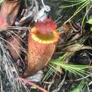 Image of Nepenthes peltata Sh. Kurata