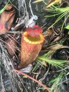 Image of Nepenthes peltata Sh. Kurata