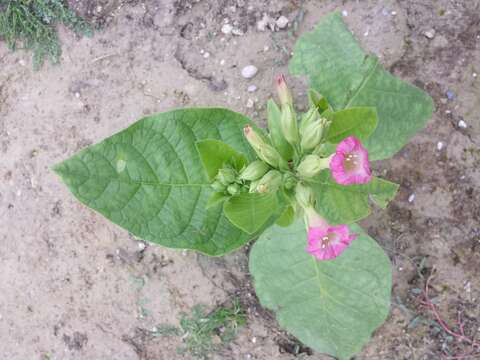 Image of cultivated tobacco