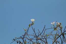 Image of Ipomoea populina House