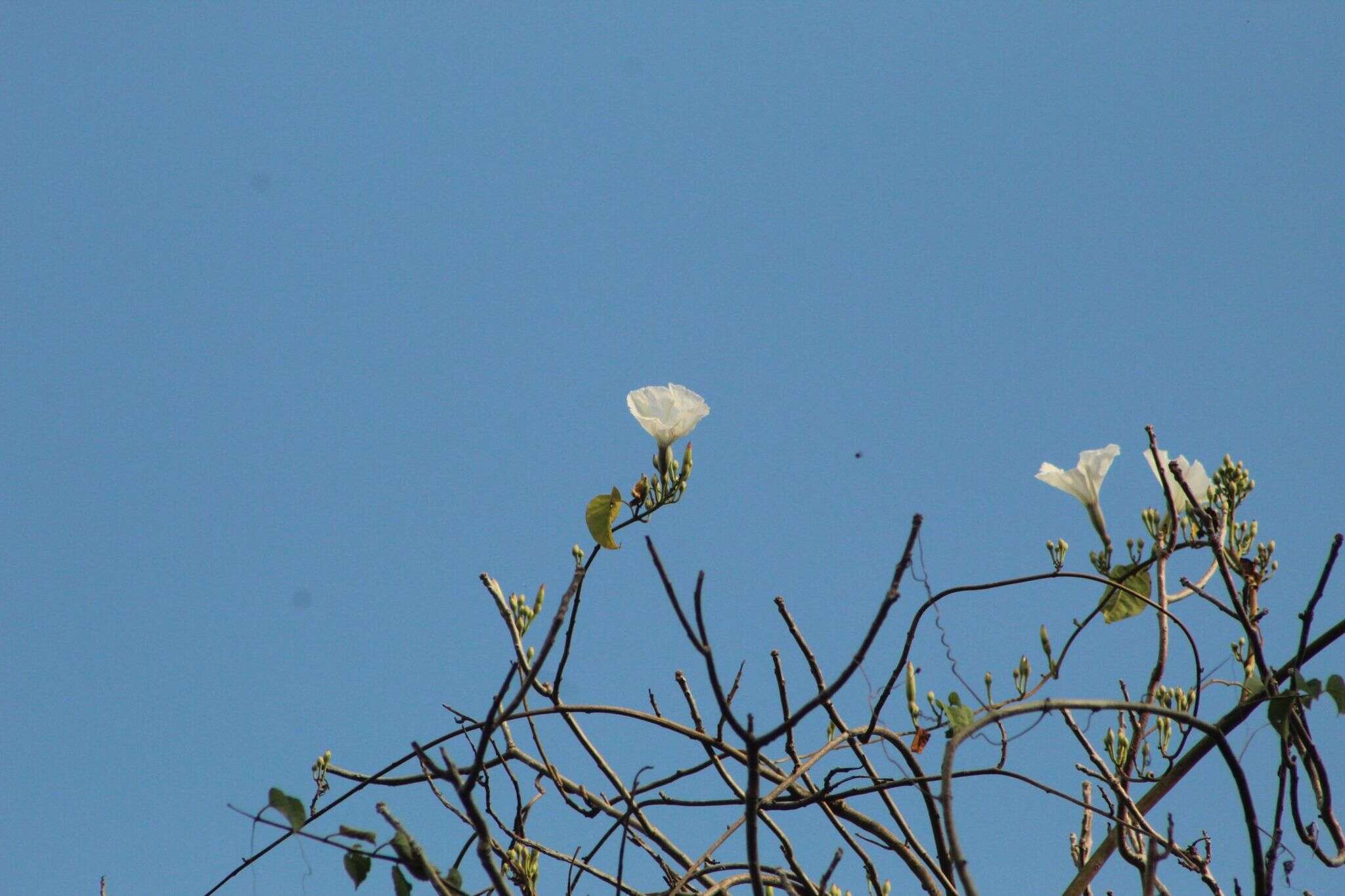 Image of Ipomoea populina House