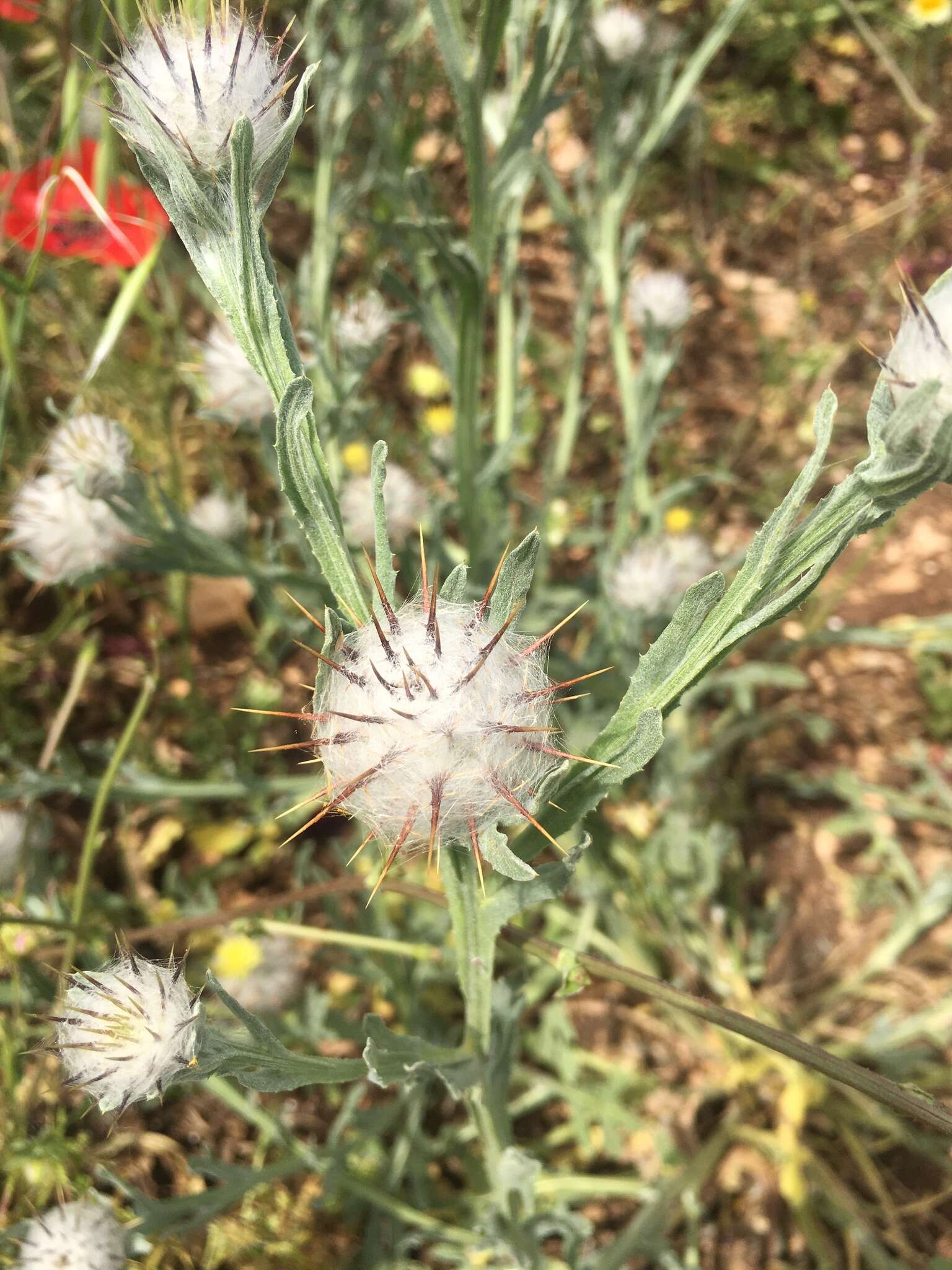 Centaurea eriophora L.的圖片