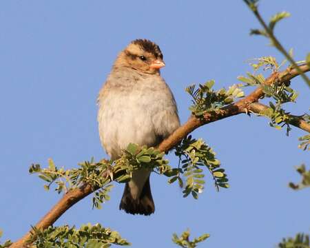 Image of Village Indigobird