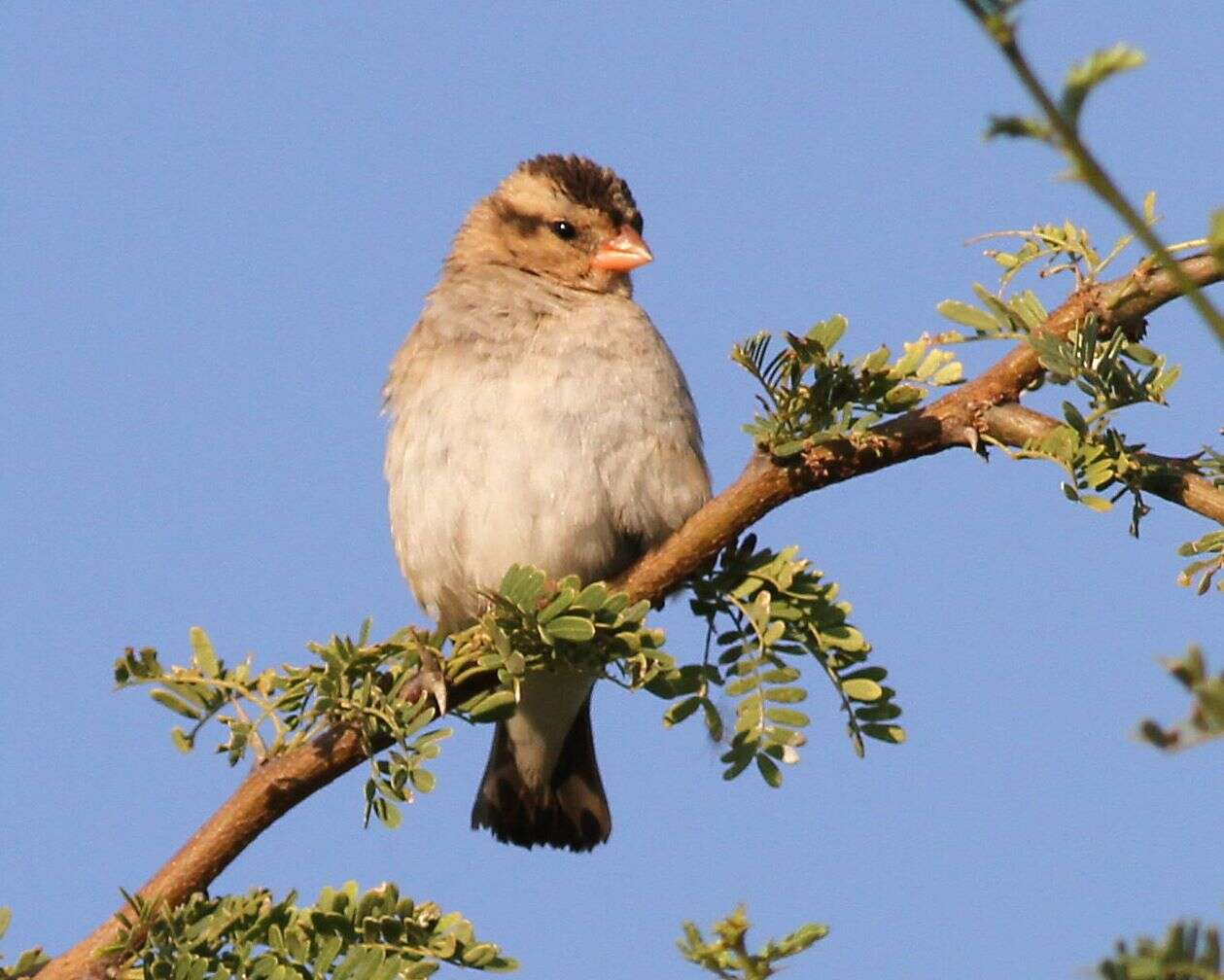 Image of Village Indigobird