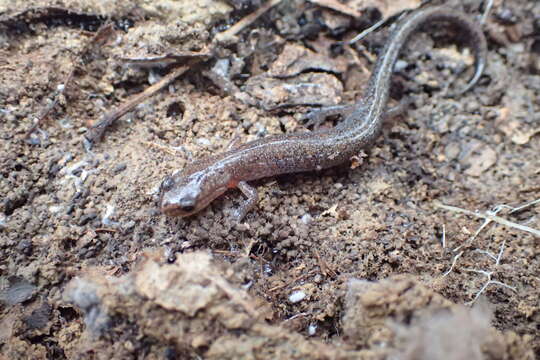 Image of Northern Zigzag Salamander