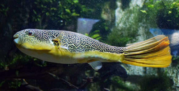 Image of Fresh Water Puffer Fish