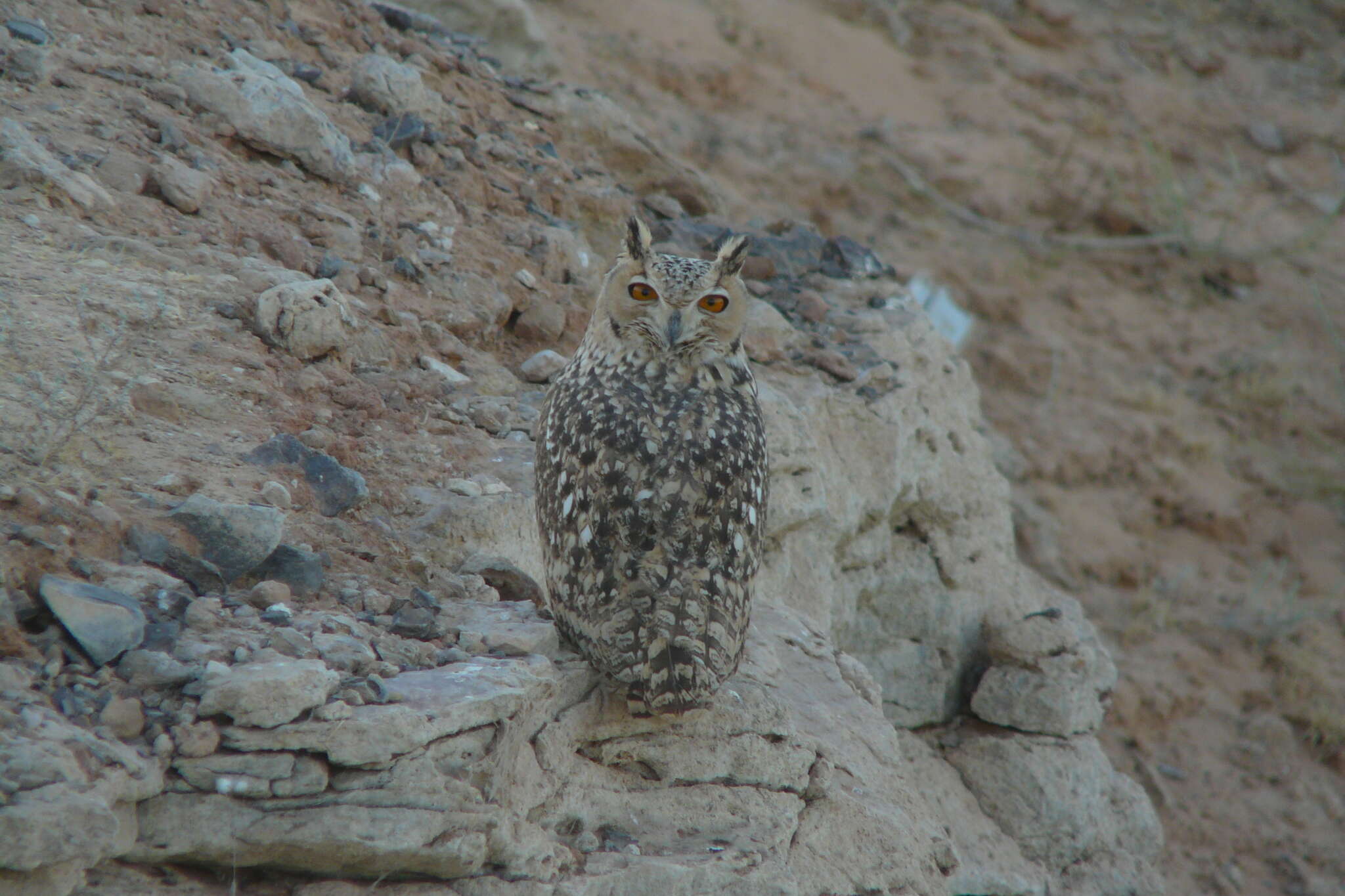 Image of Pharaoh Eagle-Owl