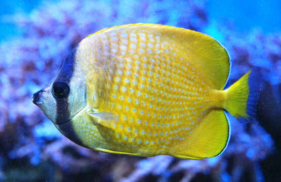 Image of Blacklip Butterflyfish