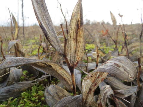 Image of Angular Solomon's Seal