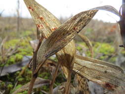 Image of Angular Solomon's Seal