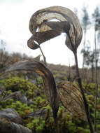 Image of Angular Solomon's Seal