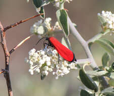 Imagem de Lycomorpha fulgens H. Edwards 1881