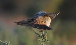 Image of Red-rumped Wheatear