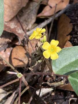 Image of Oxalis polymorpha Mart. ex Zucc.