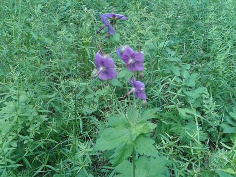 Imagem de Geranium platyanthum Duthie