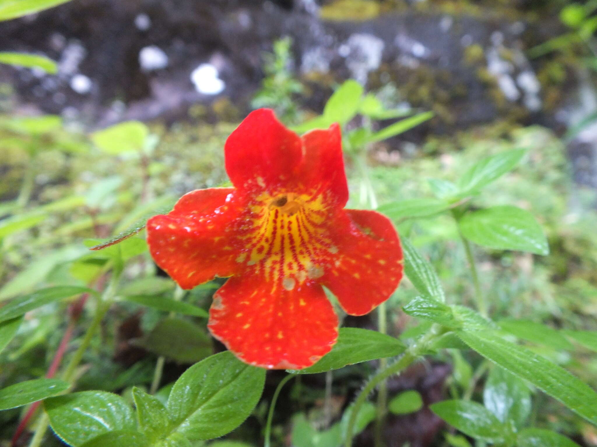 Imagem de Achimenes antirrhina (DC.) C. V. Morton