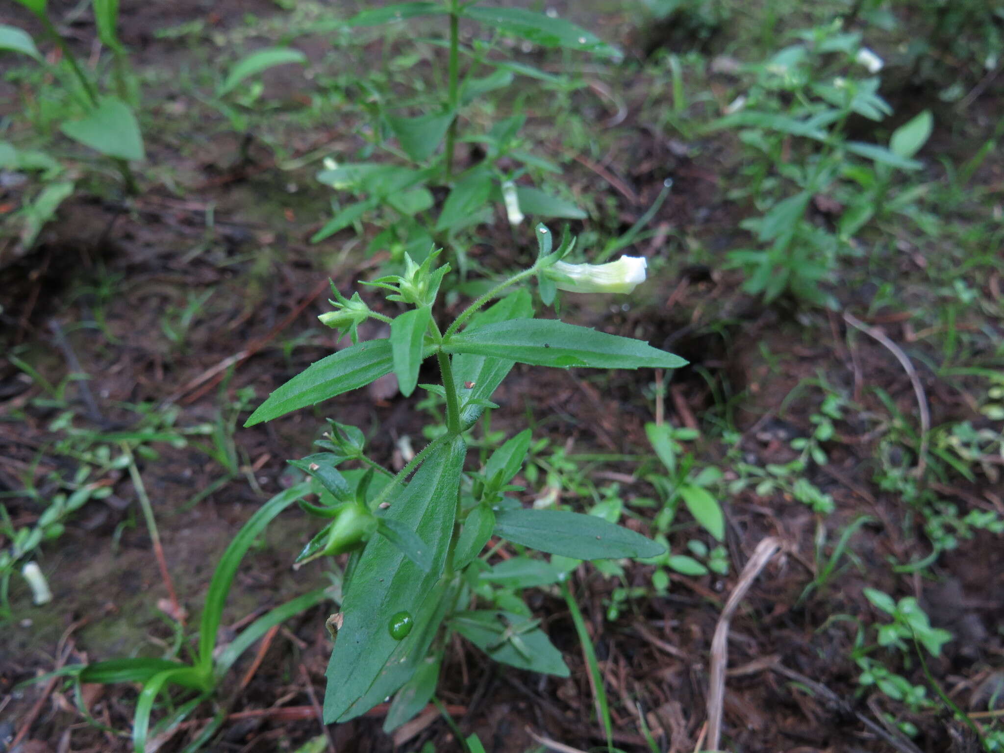 Plancia ëd Gratiola neglecta Torr.