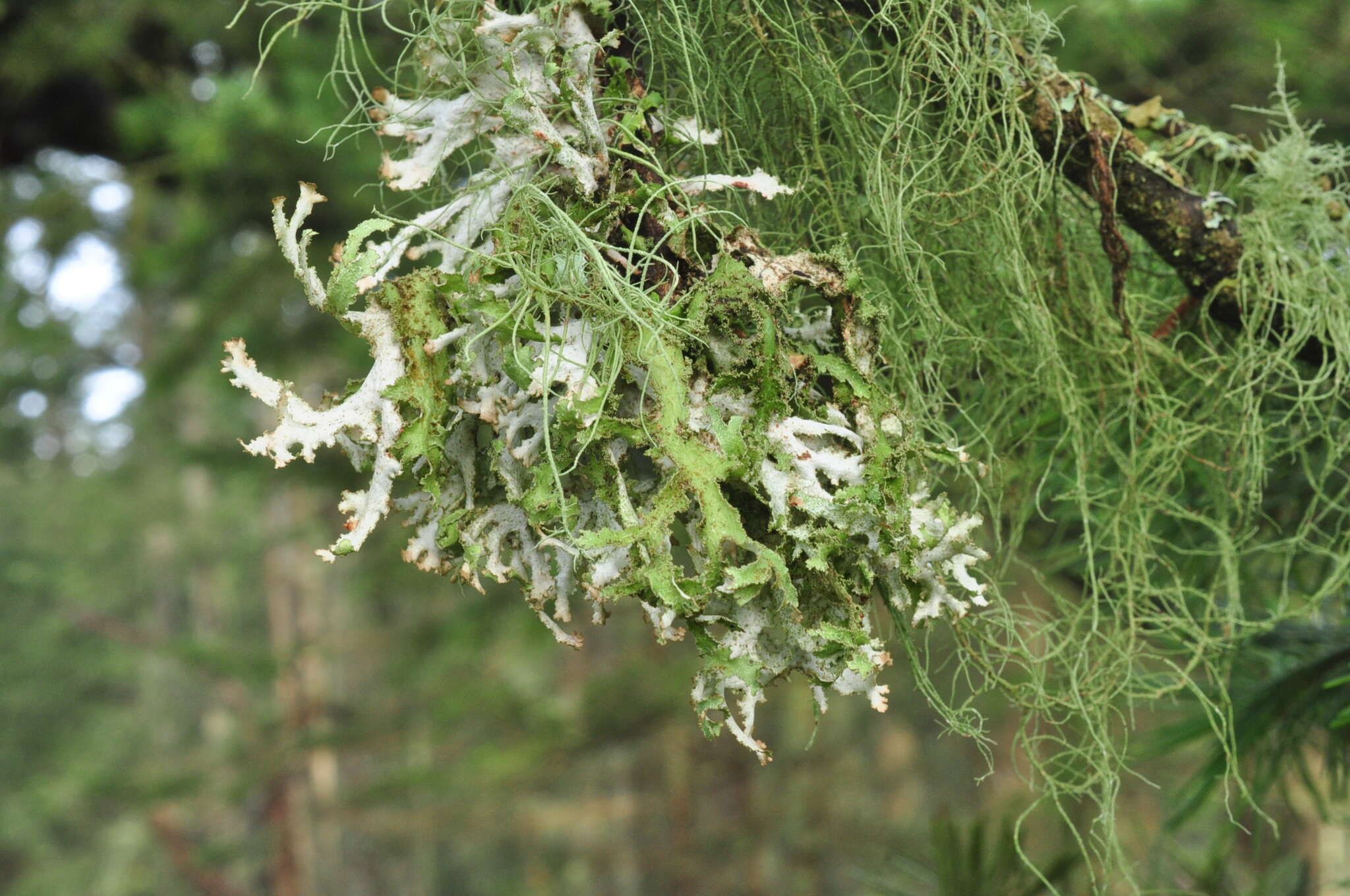 Image of Herre's ragged lichen