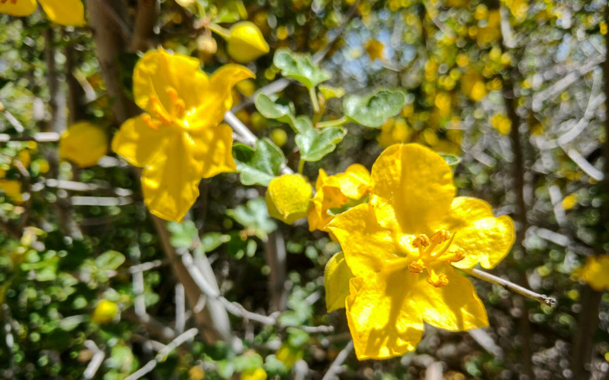 Sivun Fremontodendron californicum (Torr.) Coult. kuva