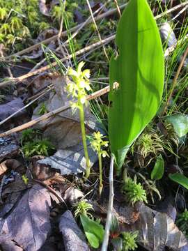 Image of Yellow coralroot