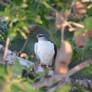 Image of White-browed Hawk