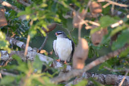 Leucopternis kuhli Bonaparte 1850 resmi