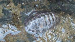 Chiton stokesii Broderip 1832 resmi