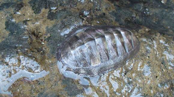 صورة Chiton stokesii Broderip 1832