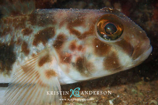 Image of Shadow goby