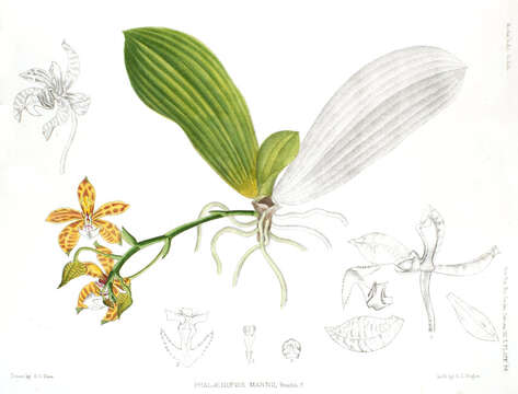 Image of Phalaenopsis mannii Rchb. fil.