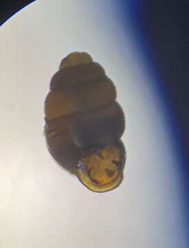 Image of Vertigo pygmaea (Draparnaud 1801)