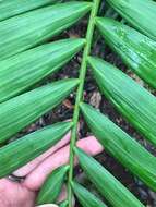 Image de Laccospadix australasicus H. Wendl. & Drude