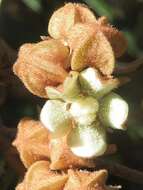 Image of Lasiopetalum ferrugineum var. ferrugineum