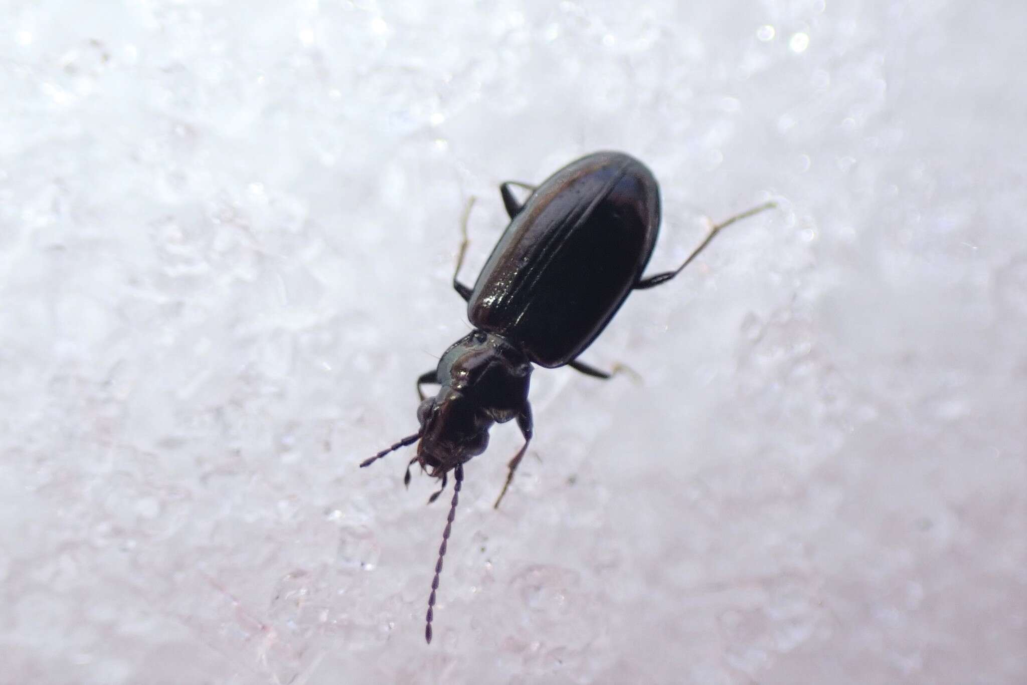 Слика од Bembidion (Peryphidium) modocianum Casey 1924